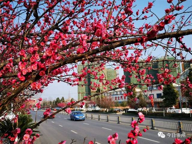 红梅花开迎春来,来崇州,开启2019赏花第一波!