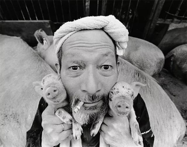 一个男人与1200只猪的友谊