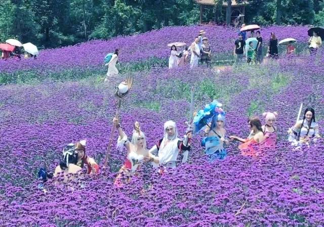 举办2018野三关森林花海动漫节暨知音文旅楚天行(巴东)活动.