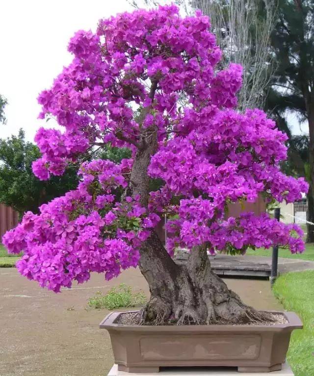 紫藤盆景