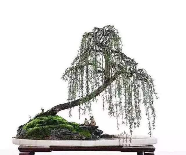 不是垂柳甚是垂柳的盆景造型风格,你就的盆景桩材也可以尝试一下