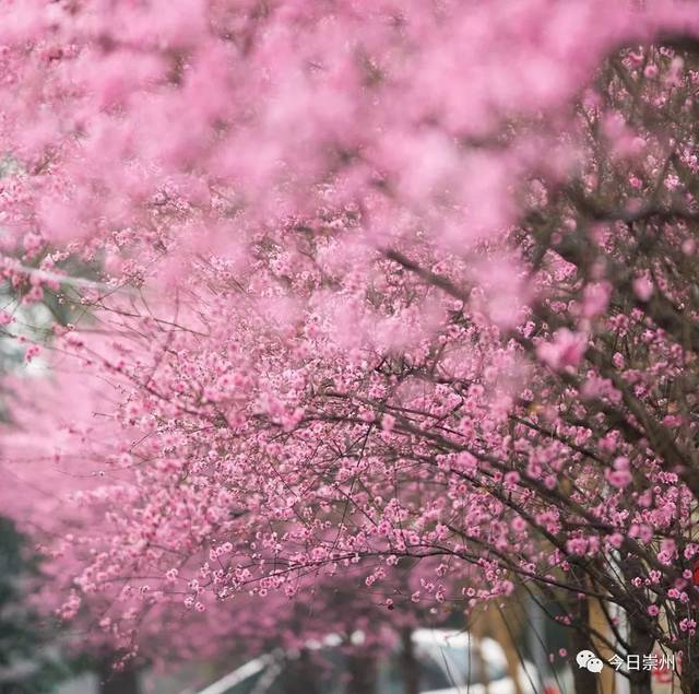 红梅花开迎春来,来崇州,开启2019赏花第一波!