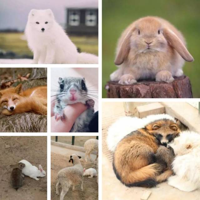 【贺岁迎新春】濮阳东北庄野生动物园迎来一批非洲狮!