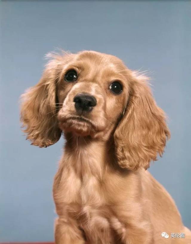 cocker spaniel  可卡犬