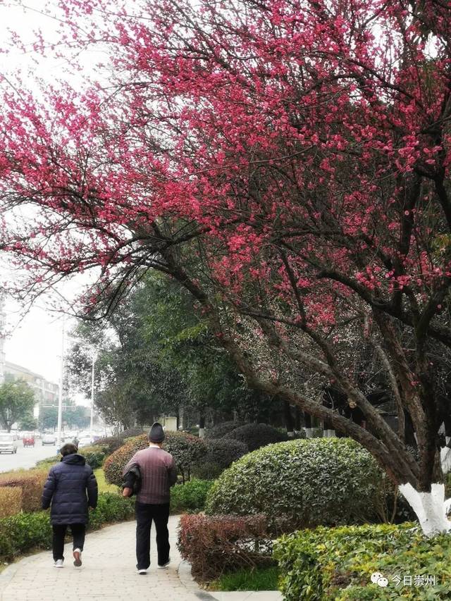 红梅花开迎春来,来崇州,开启2019赏花第一波!