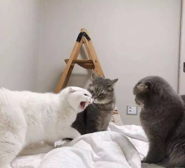 两只猫咪吵架,突然来了第三只猫