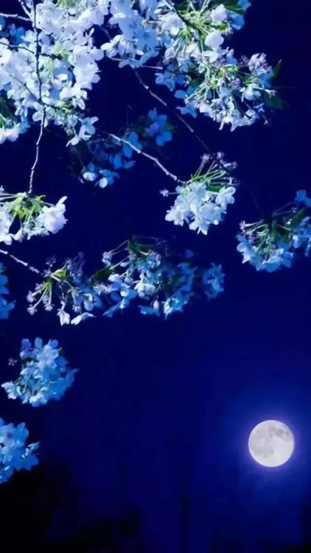 月亮和花总是世界上的美人