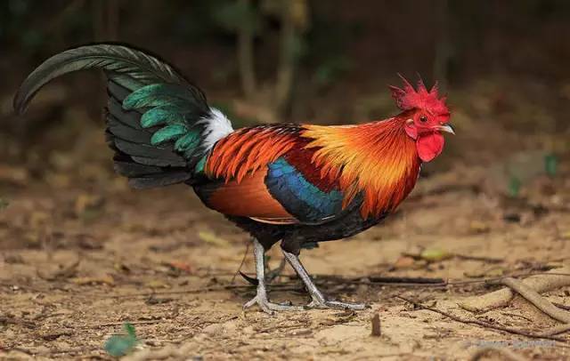 原鸡(也叫红原鸡,学名 gallus gallus,英文名red junglefowl)驯化来的