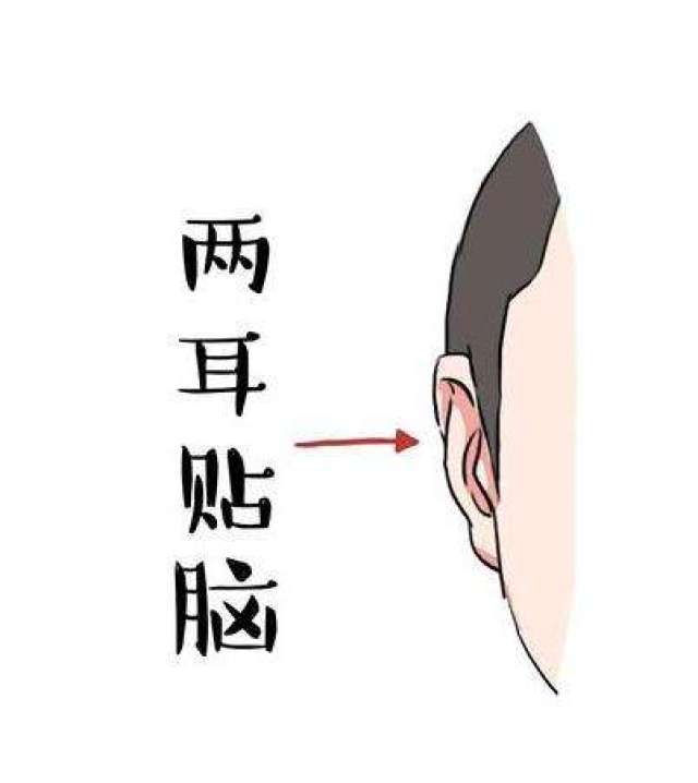 耳朵紧贴着脑袋,正面几乎看不到耳朵,这种耳朵叫做贴脑耳,是代表着