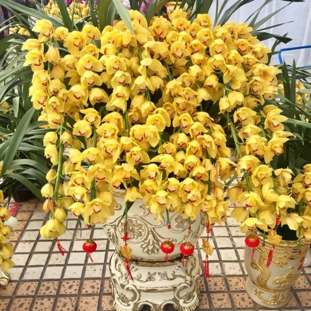 逛了那么多年花市,这些花你都认识吗