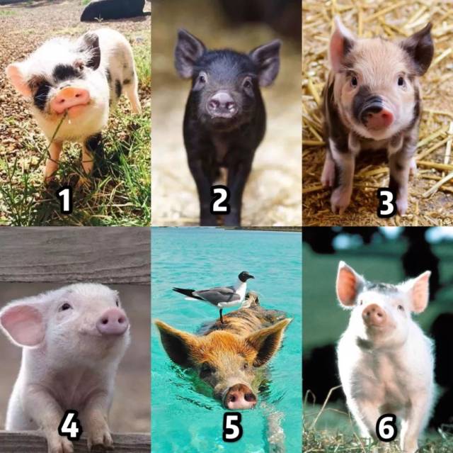 6只小猪选一只,测出你猪年的爱情和运势,太准了!