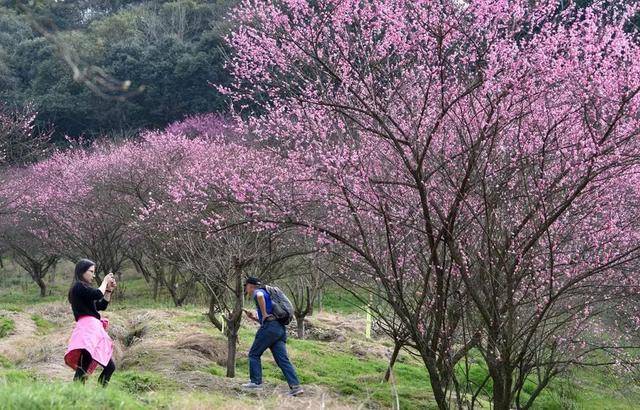 冷空气明天上午起影响,未来4-5天将阴雨湿冷(溪口新建村的梅花开了)