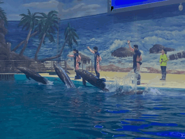 海陆空萌宠齐上阵,罗源湾海洋世界新春热闹非凡