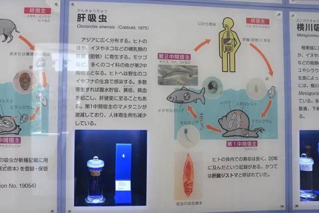 世界唯一的寄生虫博物馆超精致胆小勿入
