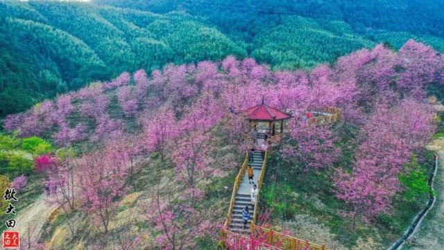 大田屏山樱花海 大田屏山的高山茶园 不仅有茶园栈道供游客玩乐 正直