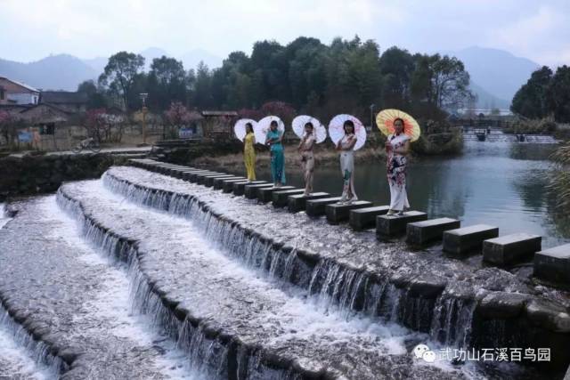 此时石溪百鸟园梅花盛开,你来么!