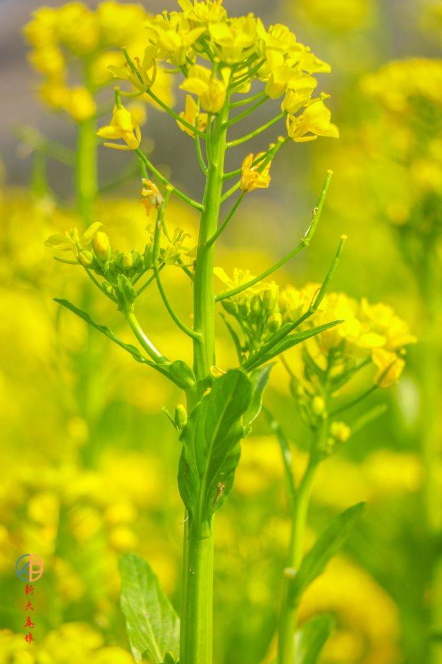 汕头沟南许地油菜花花海来袭!约吗?