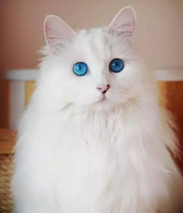 白猫可以有一侧眼睛为蓝色,也可以双眼为蓝色.例如白色波斯猫.