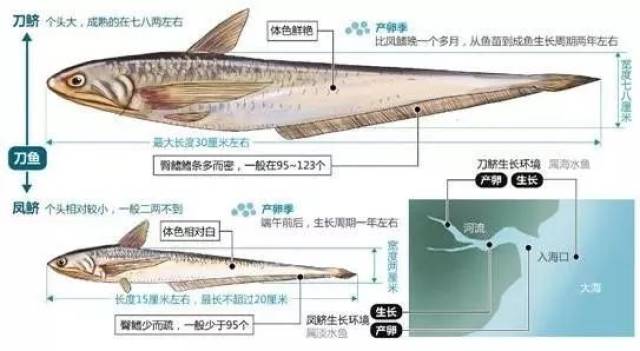 刀鲚分布于中国长江流域,亚洲马来西亚,亚马逊河,婆罗洲西部,普吉岛的
