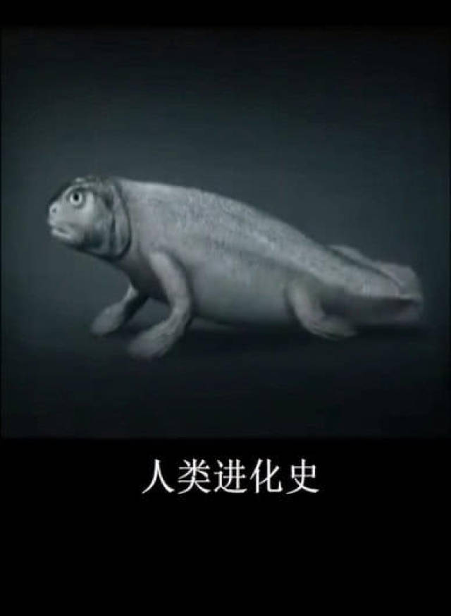 小伙用图片展示人类进化史,没想到最开始是一条鱼,你相信是真的吗?