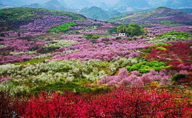 『恭城桃花节』