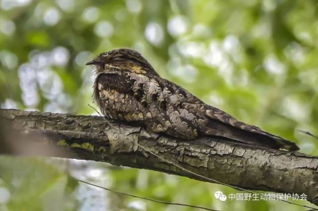 普通夜鹰