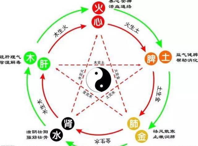 心脏与肺,脾,肝,肾的关系_手机搜狐网