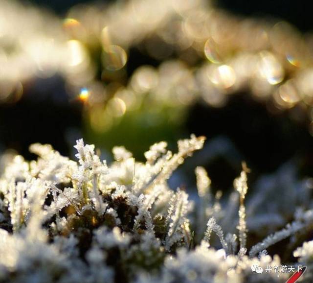 (五)雪中近景拍摄