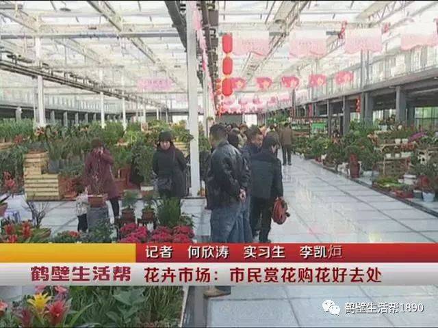 在陈砦花卉市场鹤壁店记者看到一派热闹场景,有的市民在市场内挑选