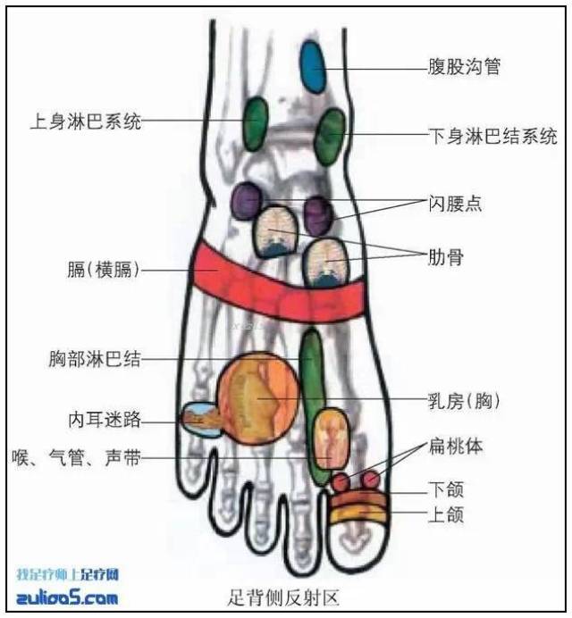 足疗反射区图