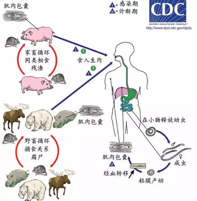 提醒| 未熟的肉制品不能乱吃,感染旋毛虫后果很严重!