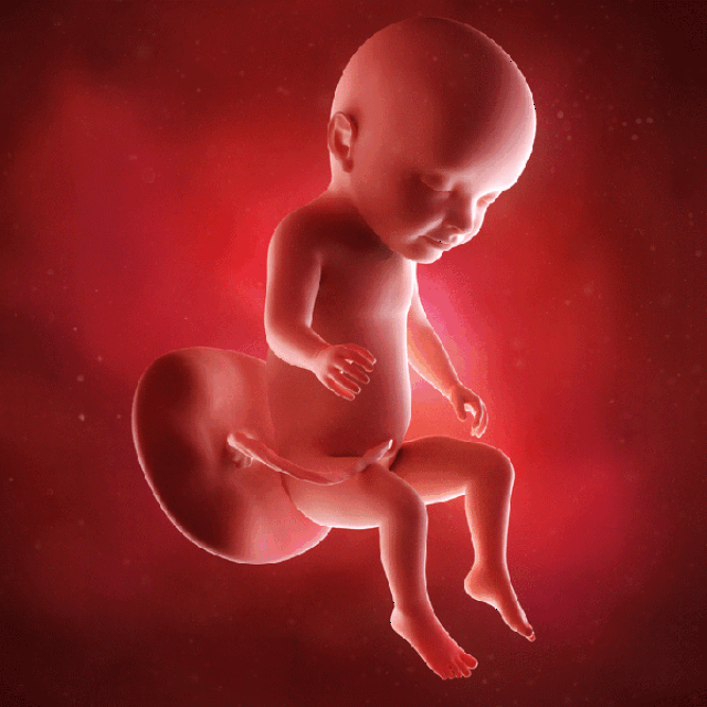 胎儿1-10月发育过程动图,更加真实的感受胎儿的成长变化