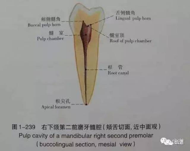 送给准备及刚当牙医的您:牙体解剖生理之牙髓腔各部名称及形态(三)