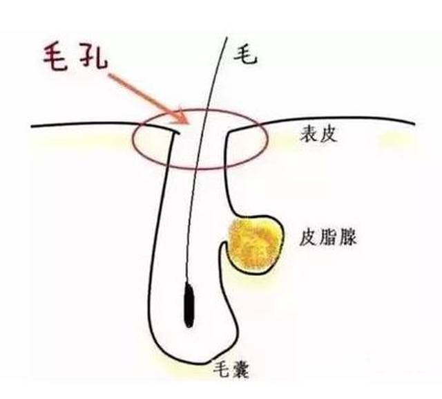 让毛孔隐形!毛孔粗大有救了