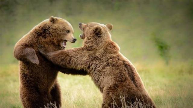 老虎和熊谁更厉害,狭路相逢谁能取胜?