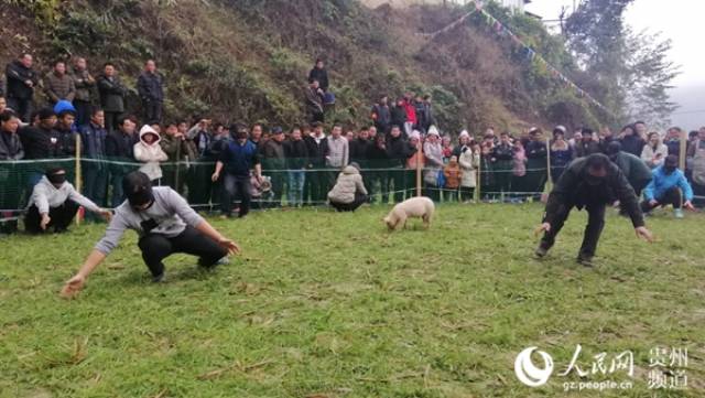 贵州丹寨抓猪闹新春
