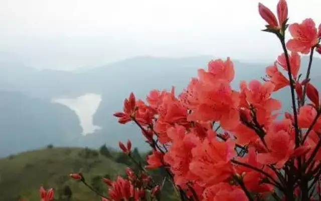 漫山遍野的红花笼罩着整个山野 似通红的蜡烛 故名"通天蜡烛" 这是