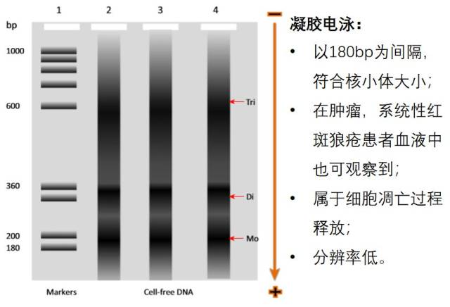 凝胶电泳(gel electrophoresis)