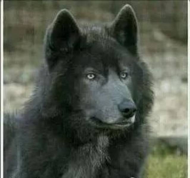 【图文】关于蓝湾牧羊犬的一些错误认知