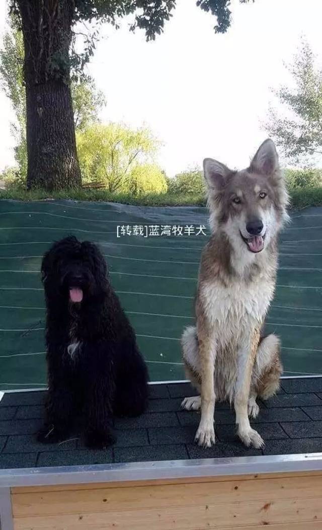 【图解】蓝湾牧羊犬