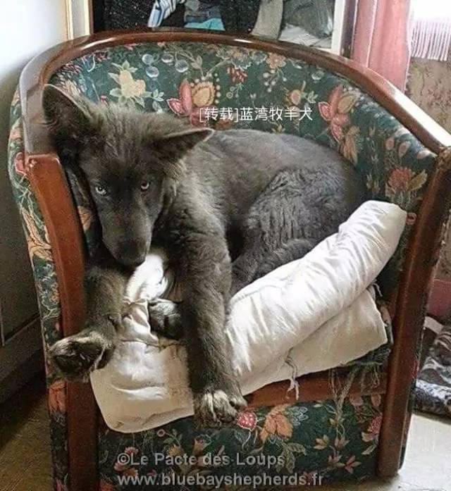 【图解】蓝湾牧羊犬