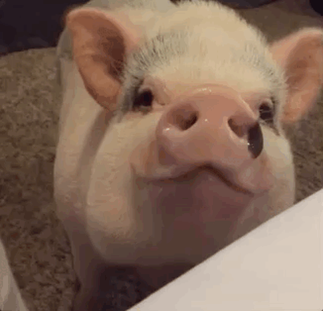 为什么大家都喜欢猪?