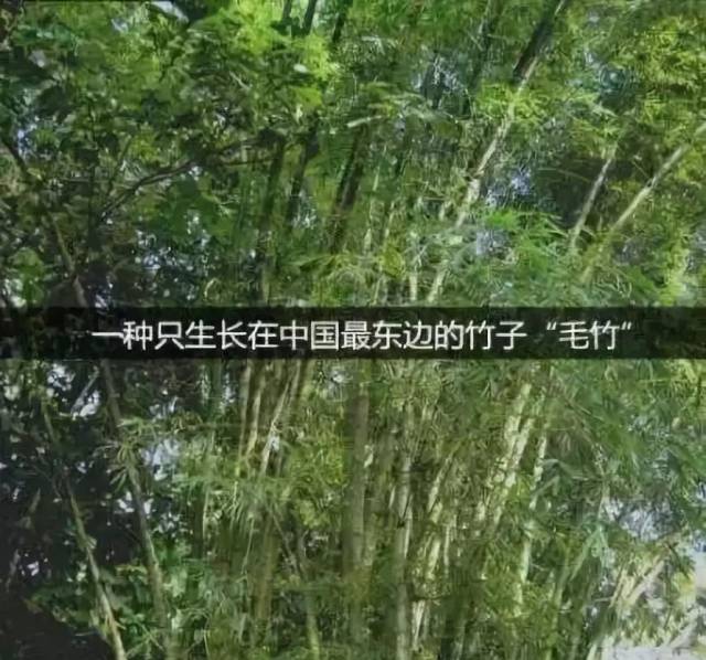 竹子用了4年的时间, 仅仅长了3cm, 在第五年开始, 以每天30cm的速度