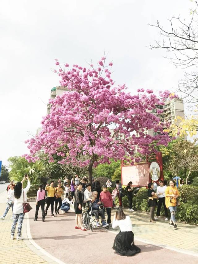 清远惊现紫花风铃木!