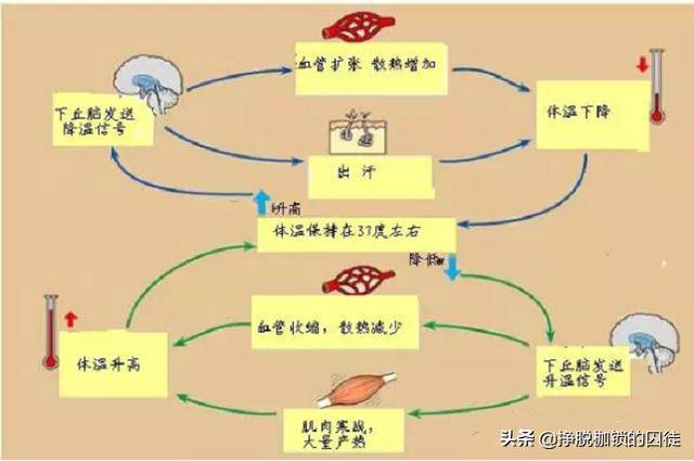 人体体温调节 人是恒温动物,就是维持身体深部核心体温在一个相对