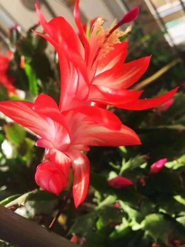 花友"有来有往"晒图分享一组红色蟹爪兰的美图,围观花友纷纷点赞!