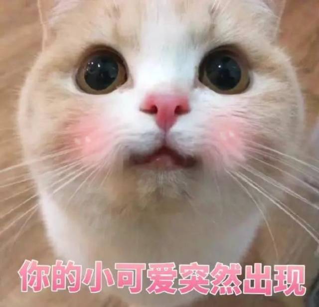 表情包:本可爱给你一个wink