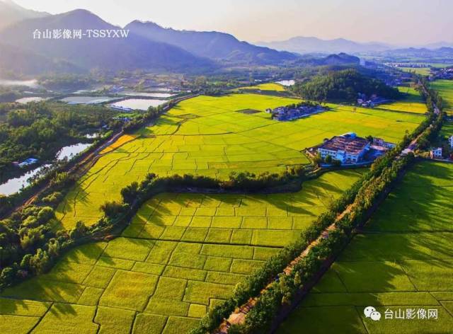 台山广海山背村"网红"花海,恍若世外桃源!