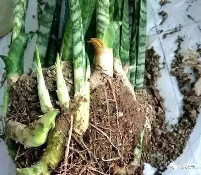 虎皮兰不精神,改正这几"弱点",蹭蹭冒钢芽,一窜一米高!