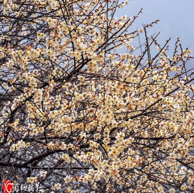 一大波龙泉梅花来袭!新的一年 就从赏梅开始吧